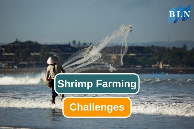 Learn the Challenges in Shrimp Farming